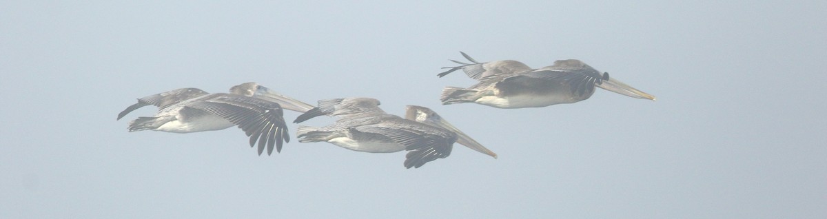 Brown Pelican - David Barton