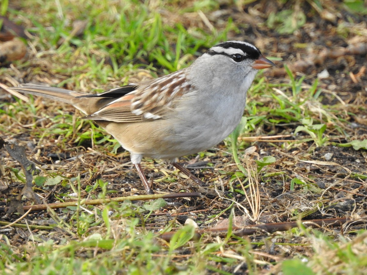 White-crowned Sparrow - ML374409511