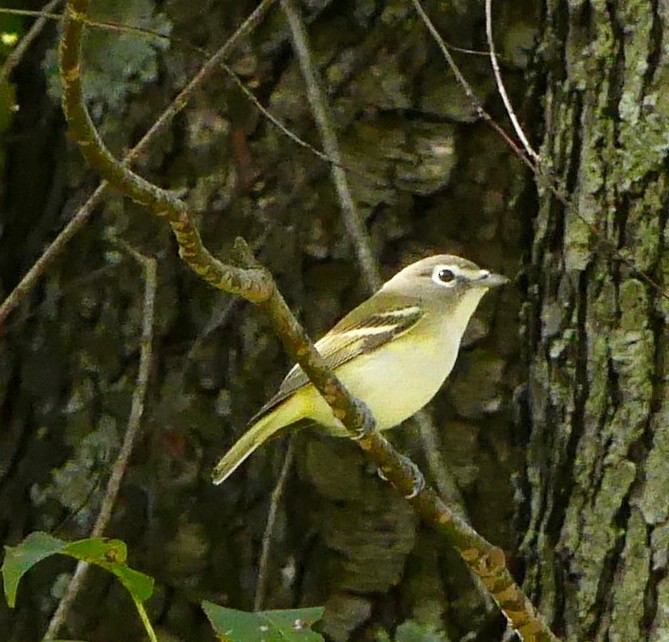 Viréo à tête bleue - ML374411131