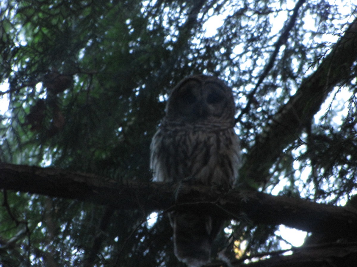 Barred Owl - ML374411771