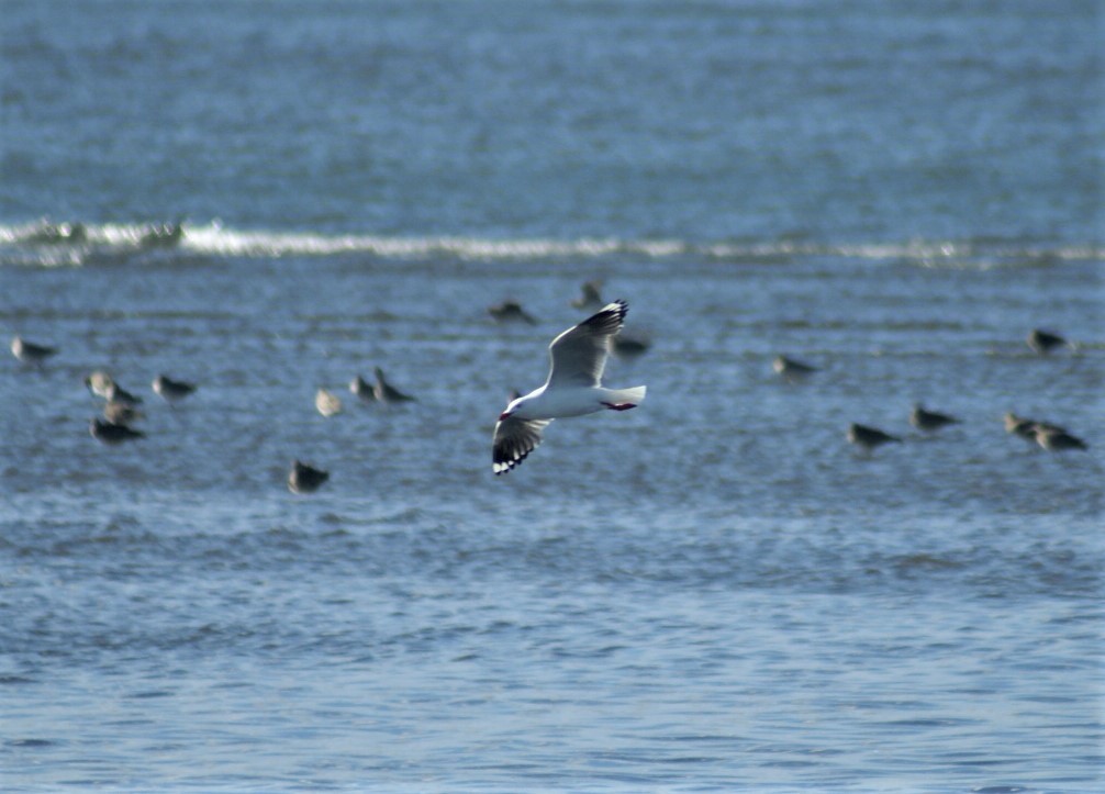 Silver Gull - ML374413101