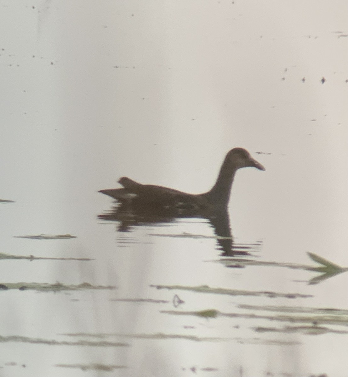 Common Gallinule - ML374414481