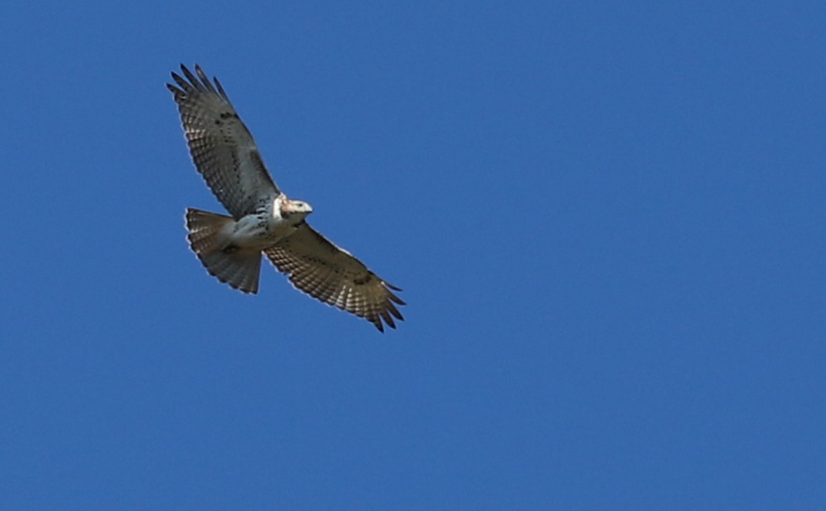 Red-tailed Hawk (borealis) - ML374415691