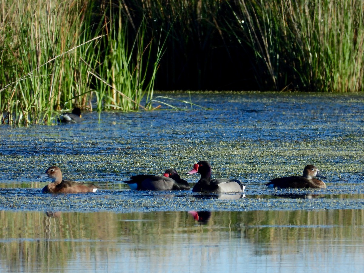 Rosy-billed Pochard - ML374416111