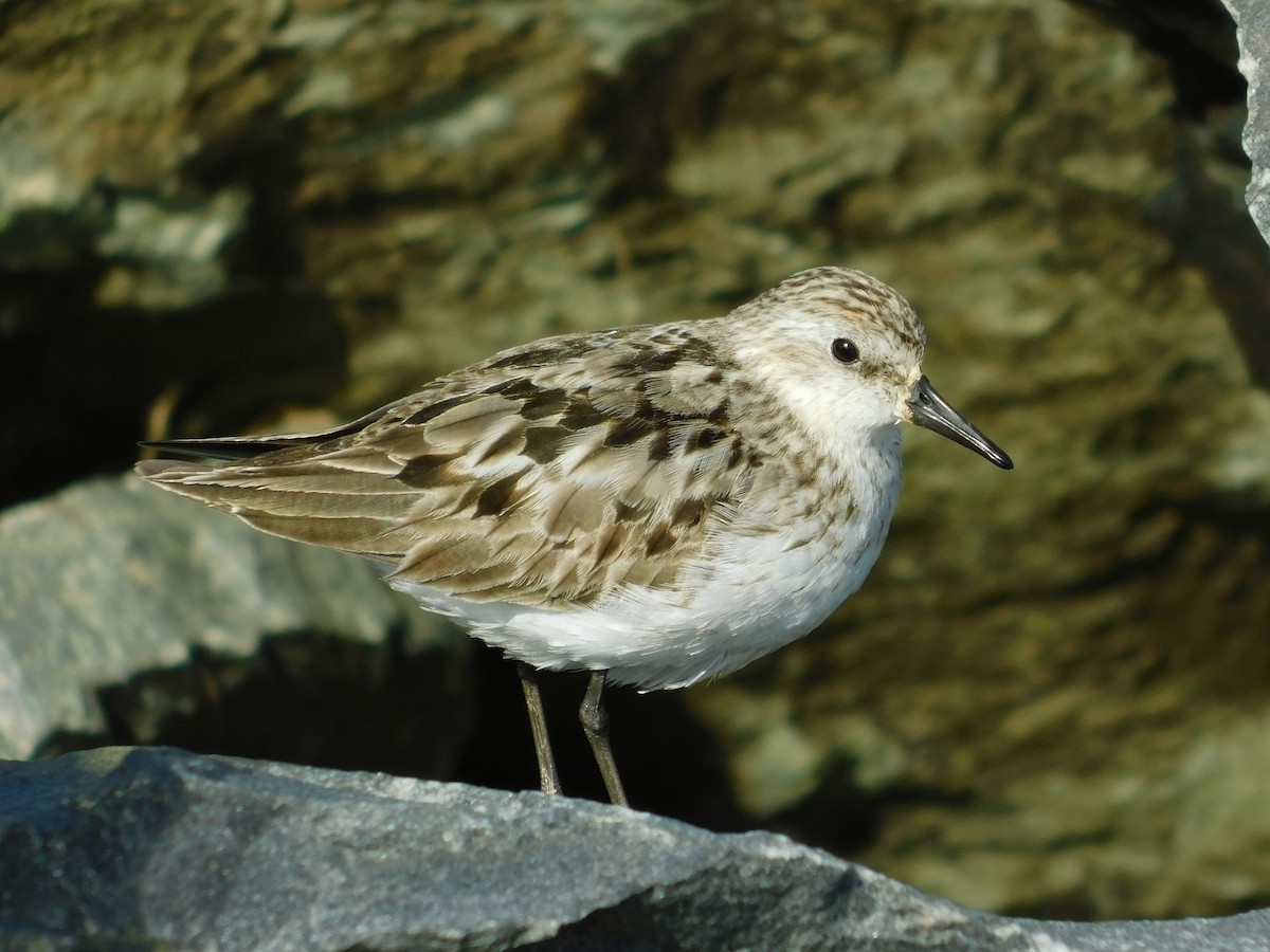 Semipalmated Sandpiper - Brian Johnstone