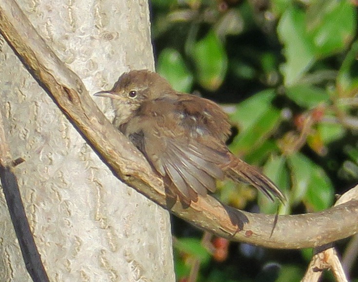 Northern House Wren - ML374418841