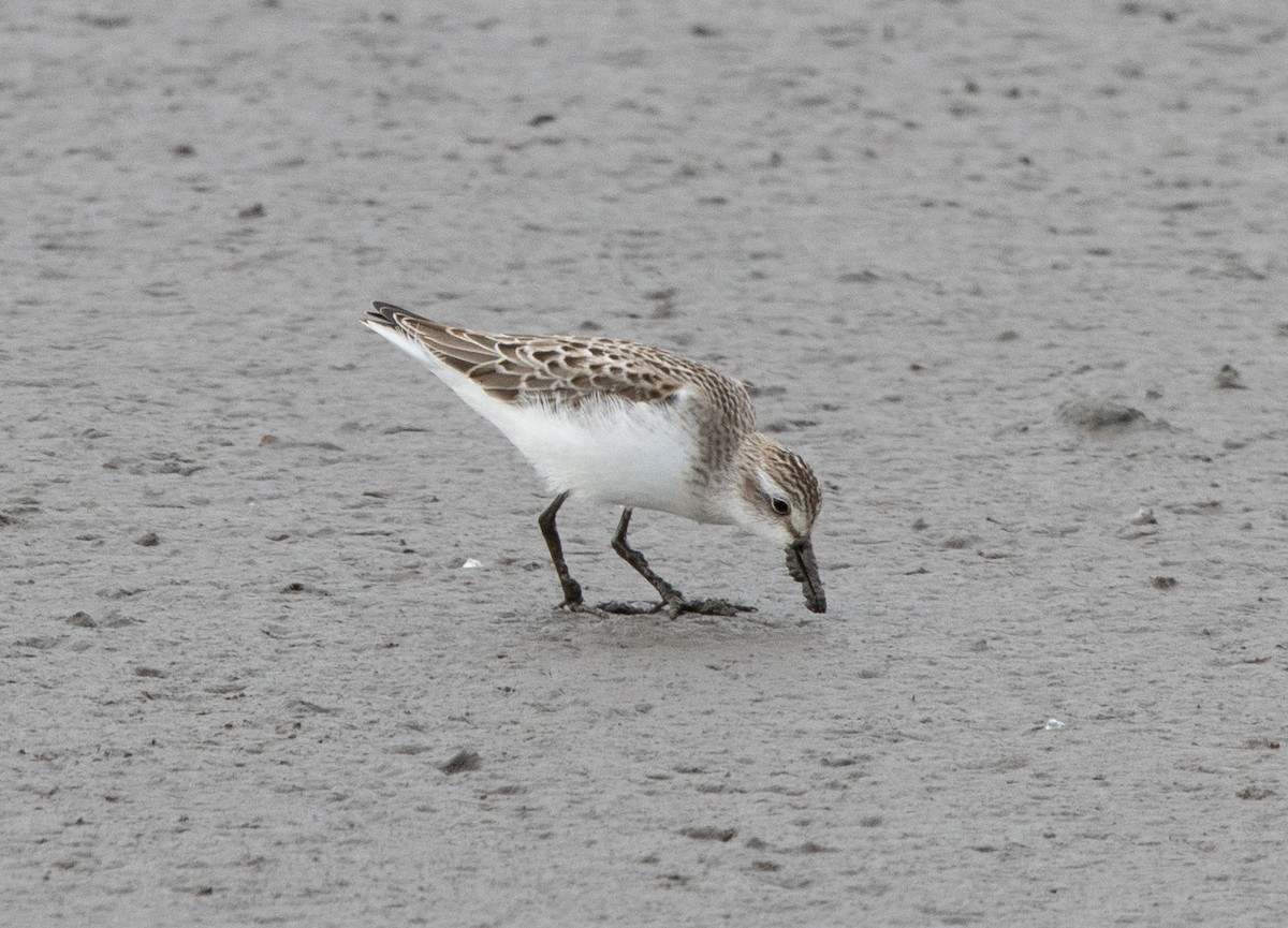 Semipalmated Sandpiper - Kalpesh Krishna