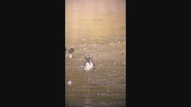 Greater Yellowlegs - ML374419741