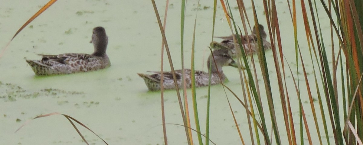 eBird Checklist - 2 Oct 2021 - Lake Elmo Regional Park - 41 species (+1 ...
