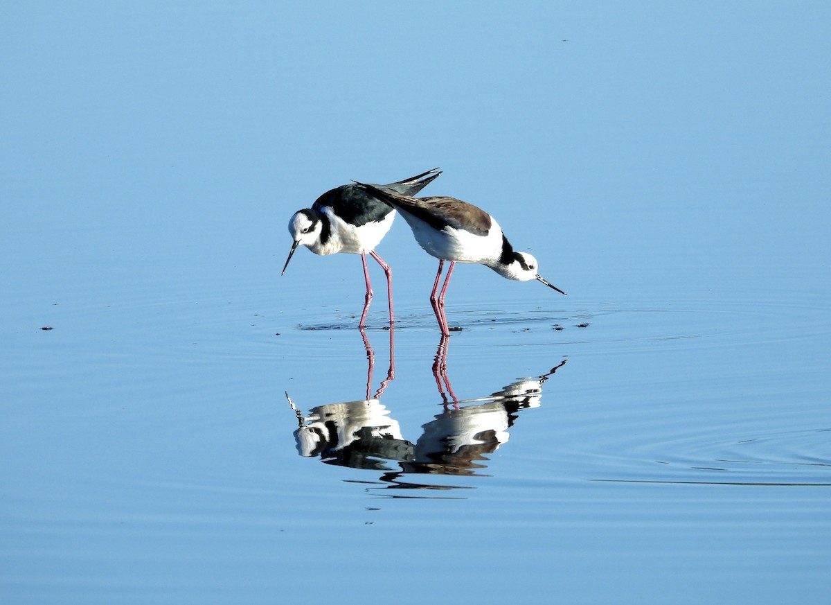 Black-necked Stilt - ML374420421