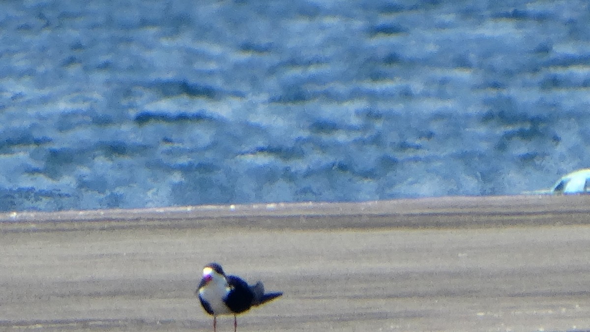 Black Skimmer - ML374420591