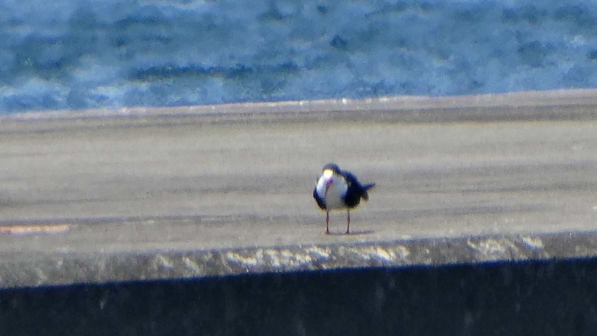 Black Skimmer - ML374420601