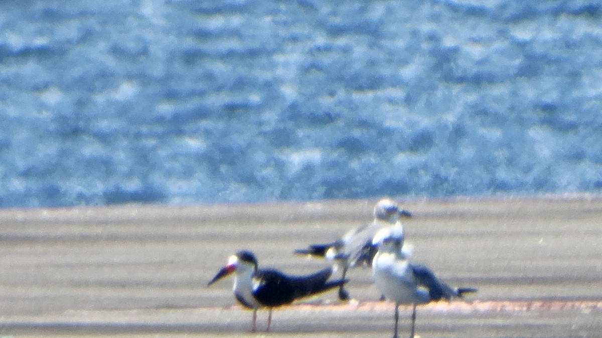 Black Skimmer - ML374420611