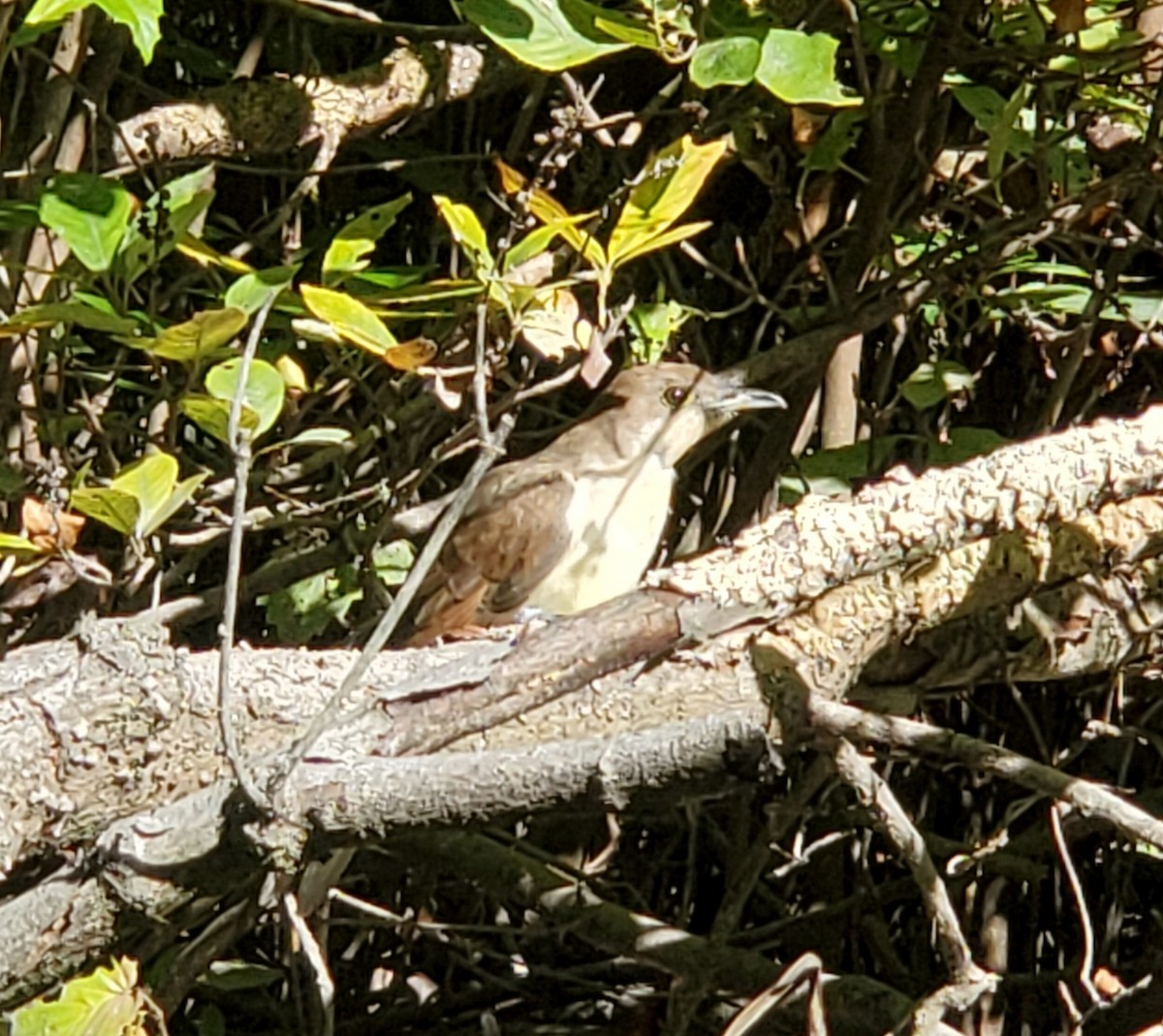 Yellow-billed Cuckoo - ML374421881
