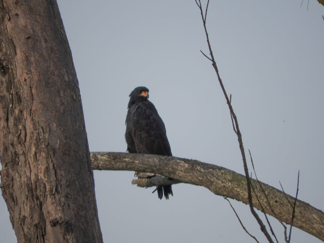 Common Black Hawk - Osvaldo Balderas San Miguel