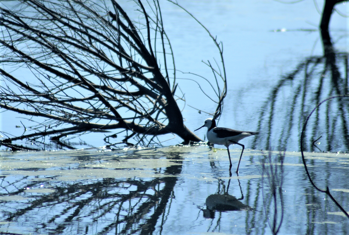 Pied Stilt - ML374423931