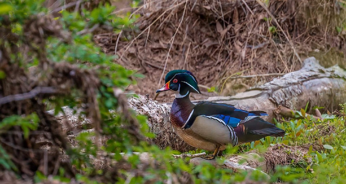 Wood Duck - ML374424271