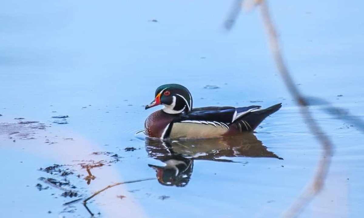 Wood Duck - ML374424311