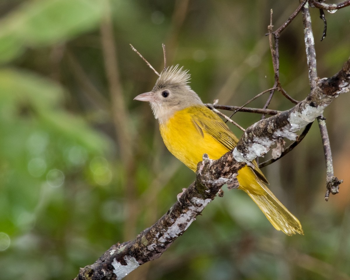 Gray-headed Tanager - ML37442441