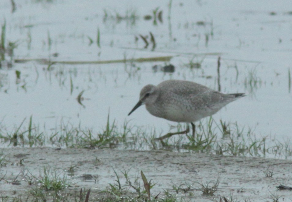 Red Knot - ML374427471