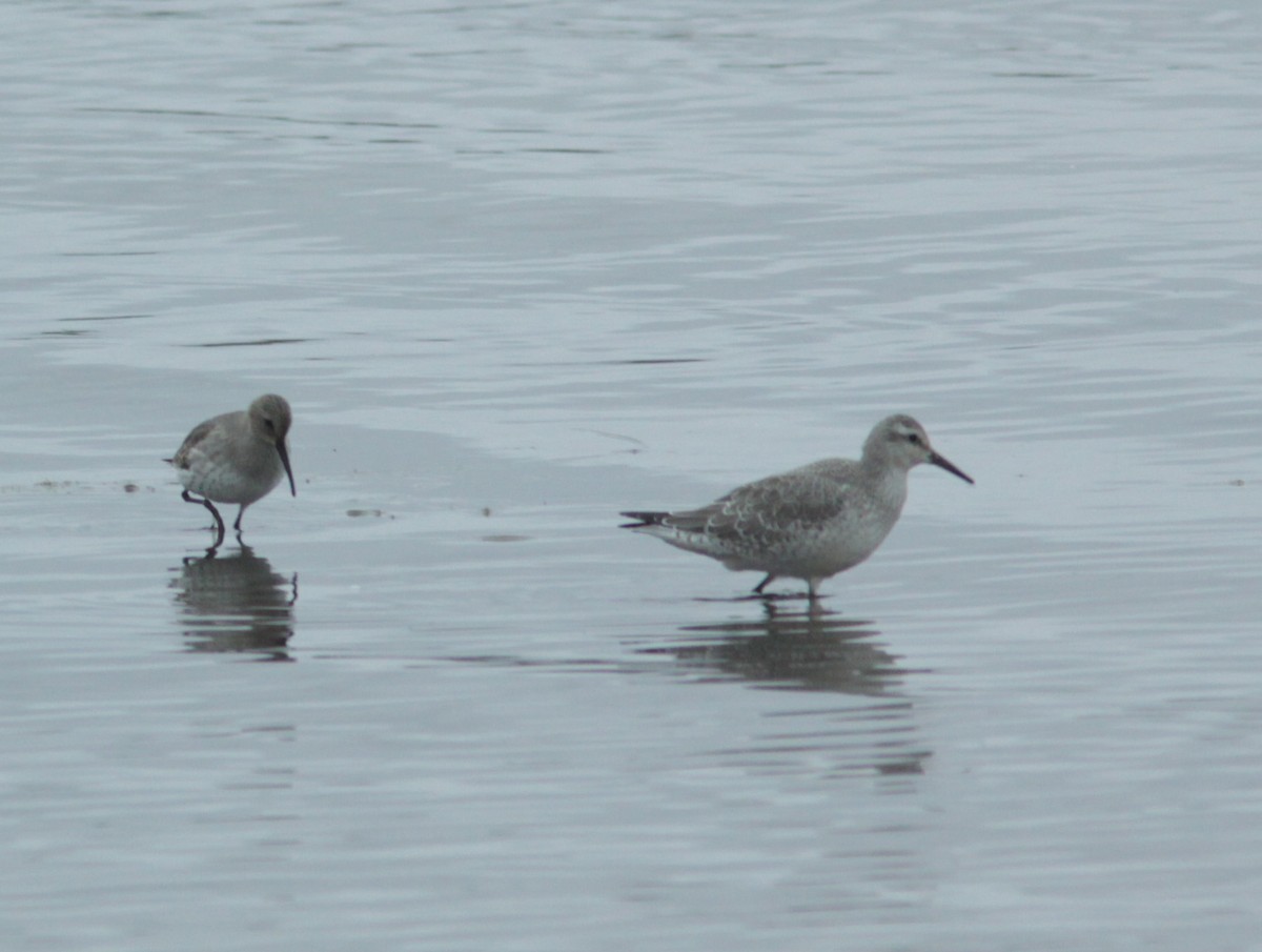 Dunlin - ML374427681