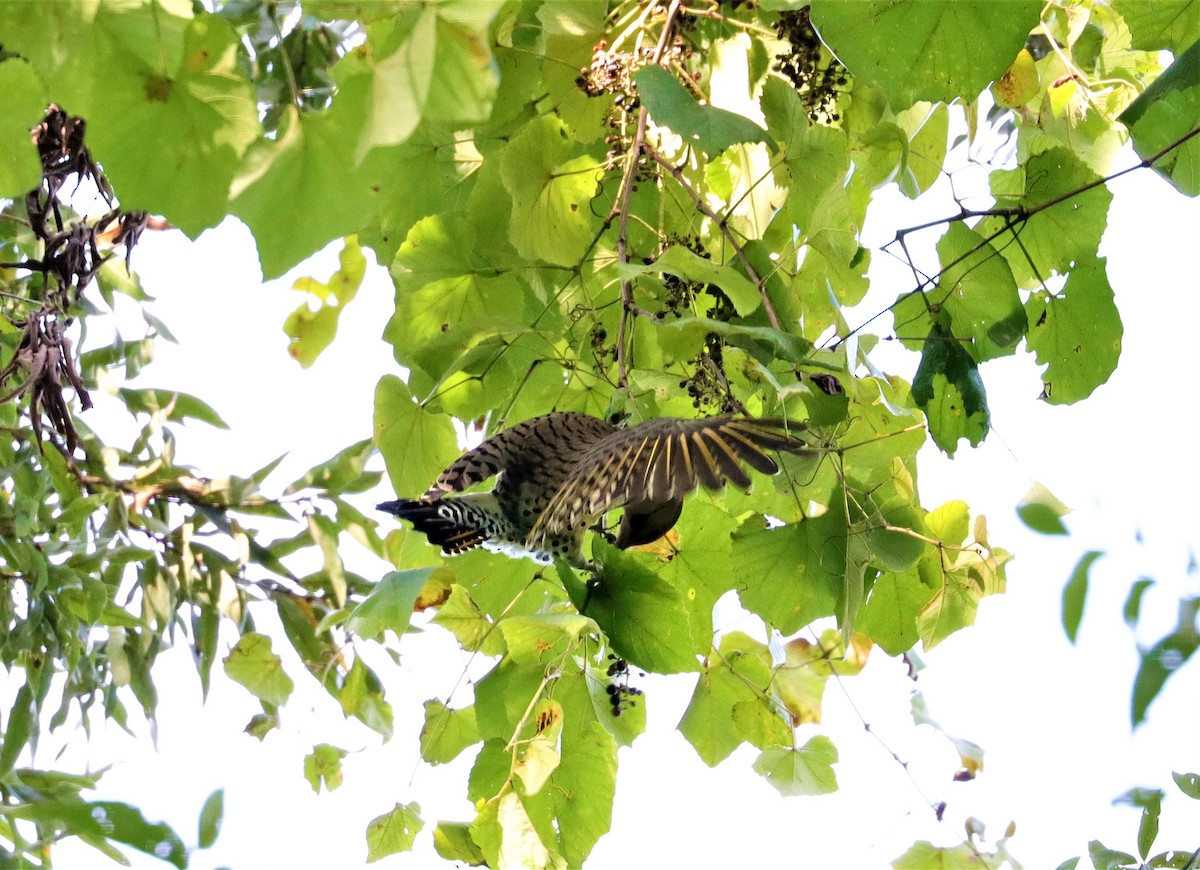 Northern Flicker - ML374428241