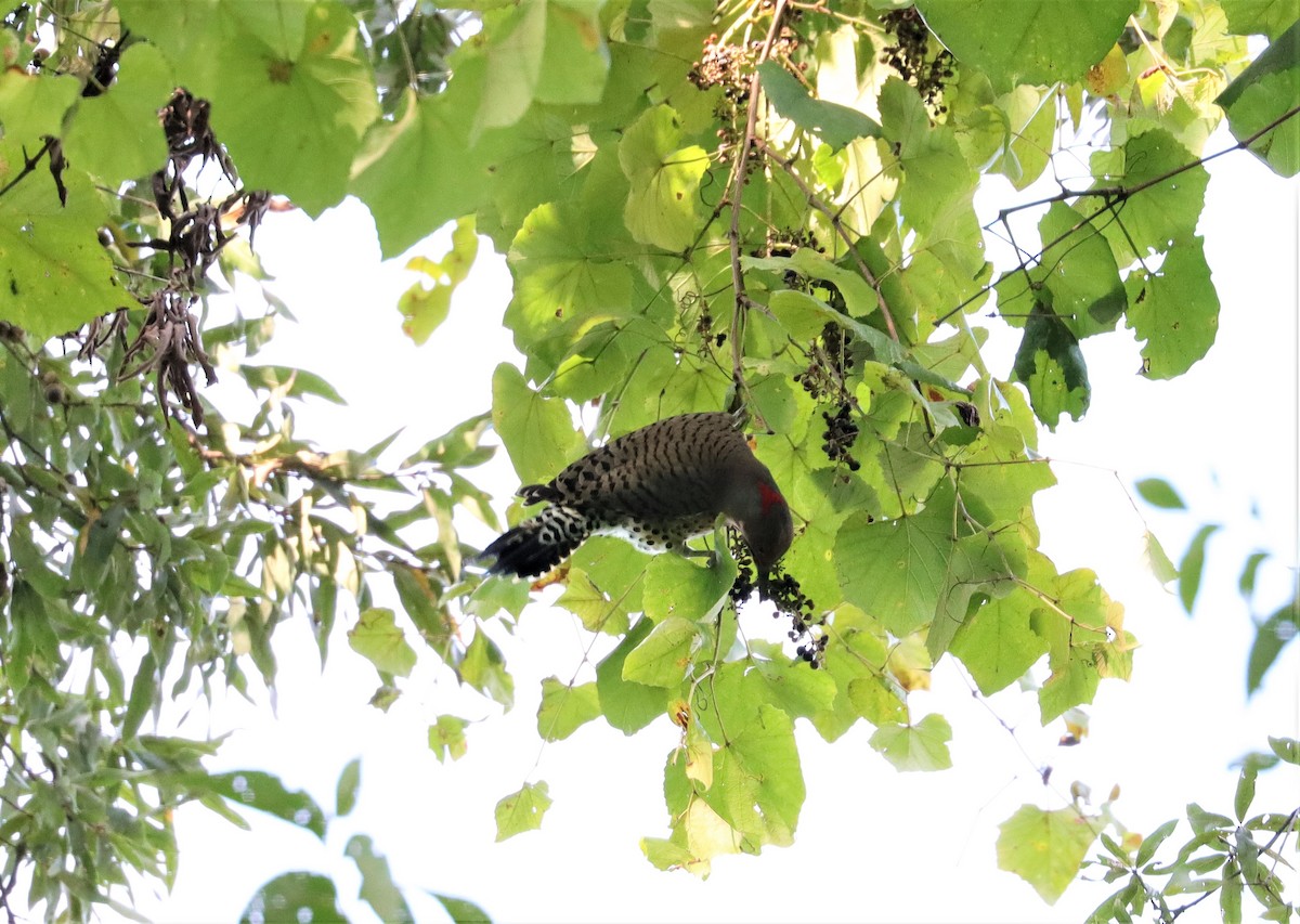 Northern Flicker - ML374428261