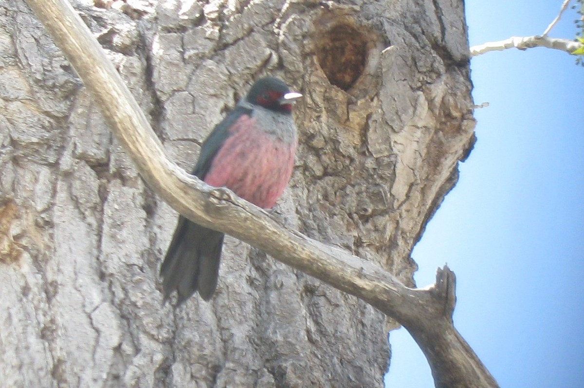 Lewis's Woodpecker - ML37442831