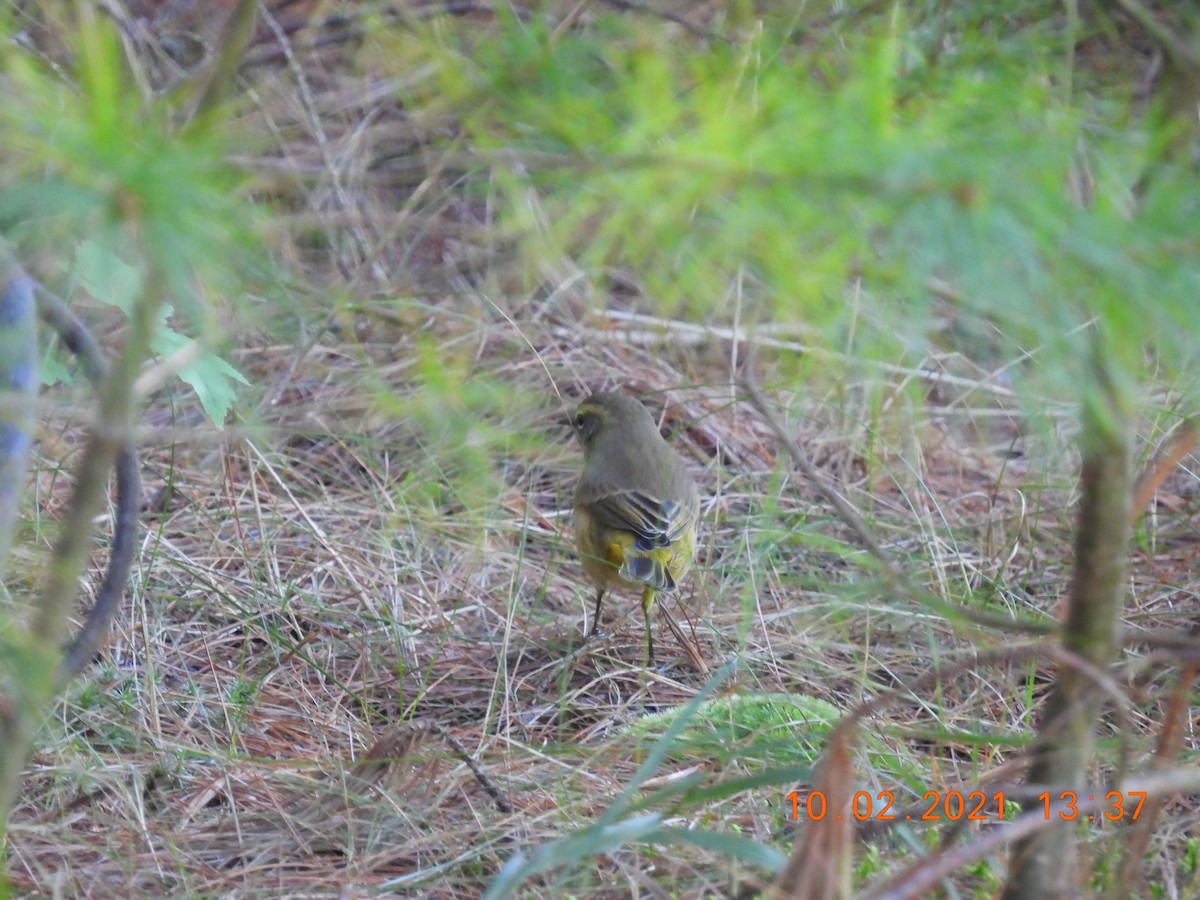 Palm Warbler - ML374428961
