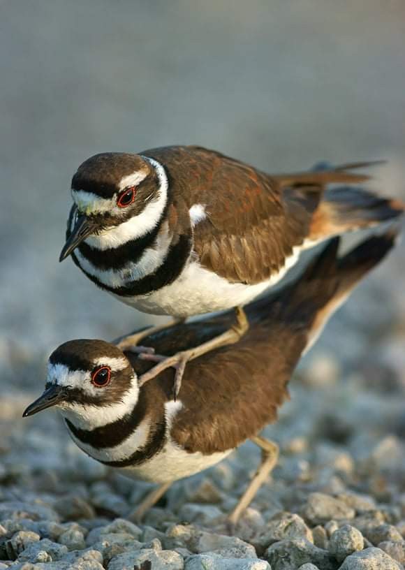 Killdeer - ML374429361