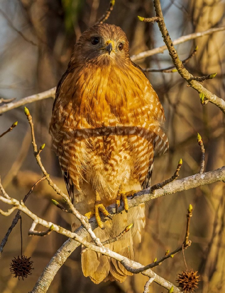 Red-shouldered Hawk - ML374429411