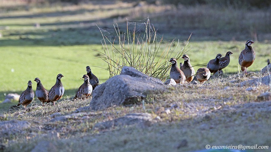 Red-legged Partridge - ML37442961