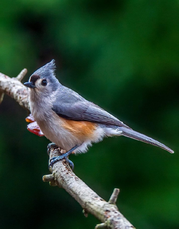Tufted Titmouse - ML374429611