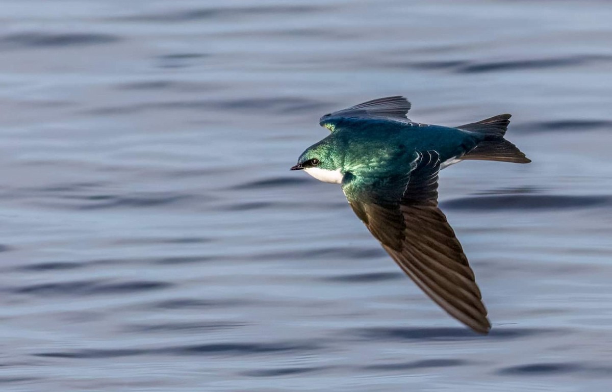 Tree Swallow - ML374429691
