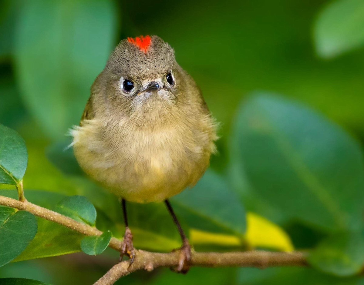 Ruby-crowned Kinglet - Cynthia King