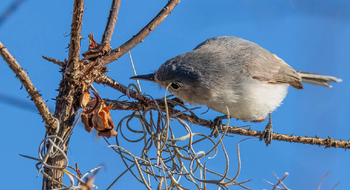 Blue-gray Gnatcatcher (Eastern) - ML374430011