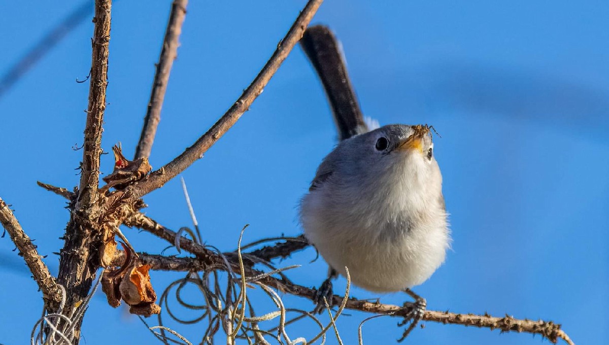 Blue-gray Gnatcatcher (Eastern) - ML374430021