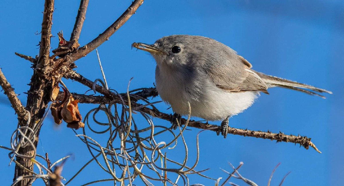 Blue-gray Gnatcatcher (Eastern) - ML374430031