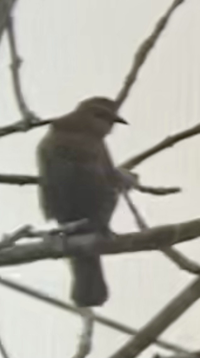 Rusty Blackbird - ML374430321