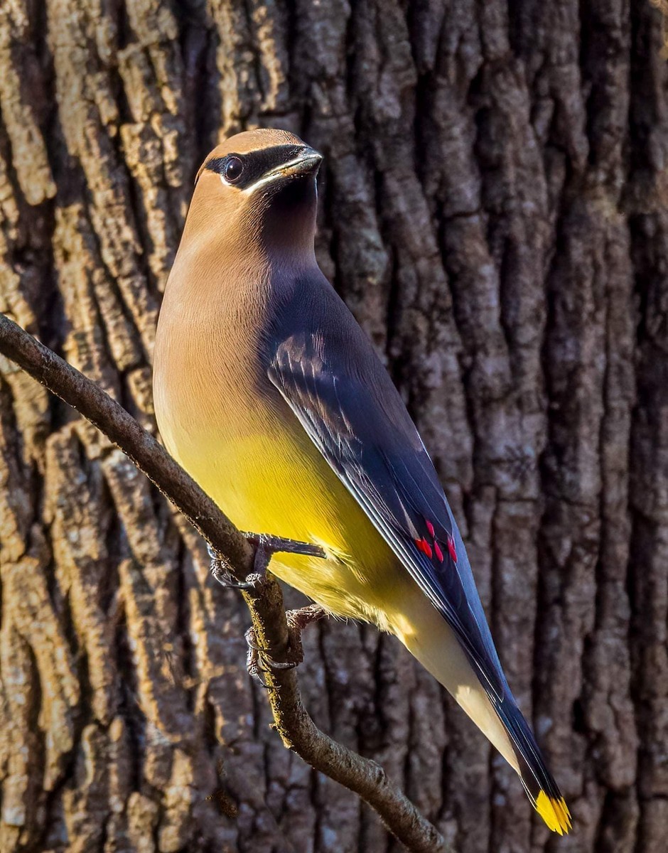 Cedar Waxwing - ML374430461