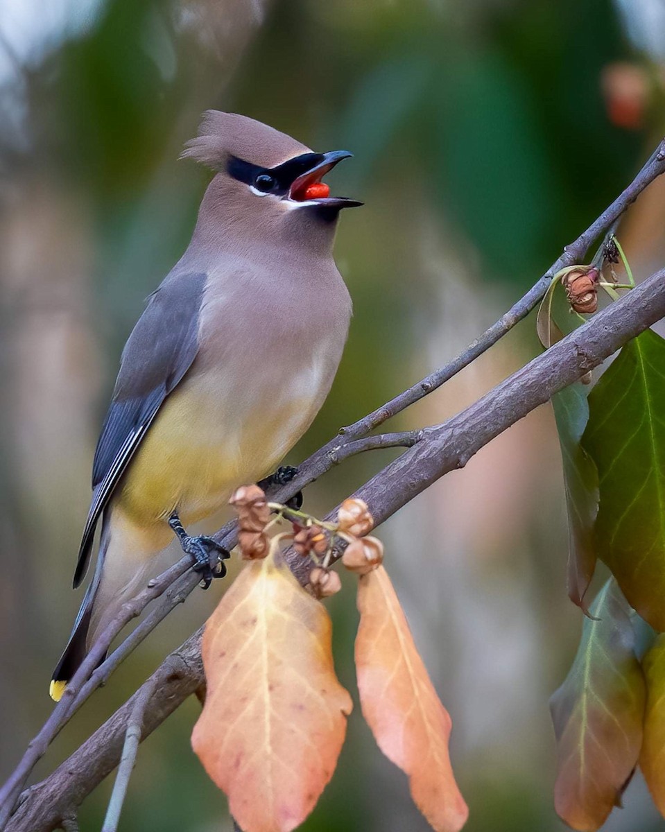 Cedar Waxwing - ML374430471