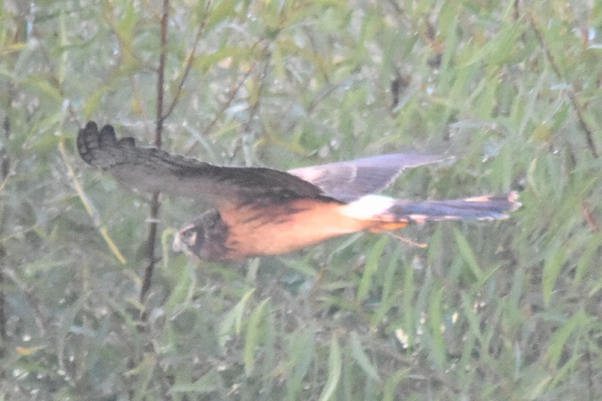 Northern Harrier - Mike Conway