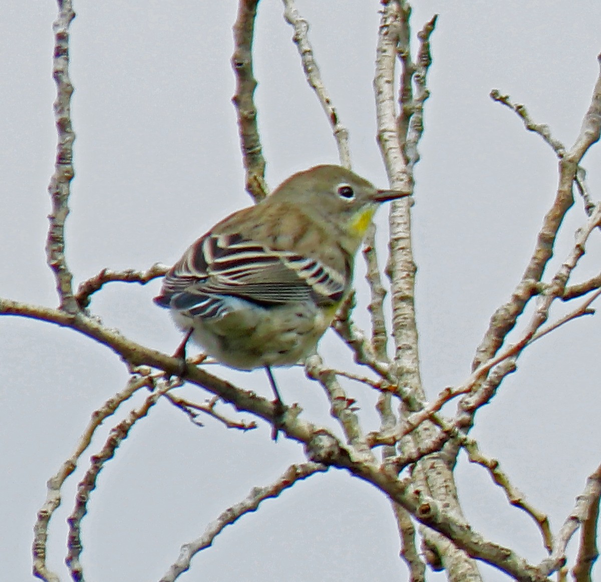 Yellow-rumped Warbler - ML374430991