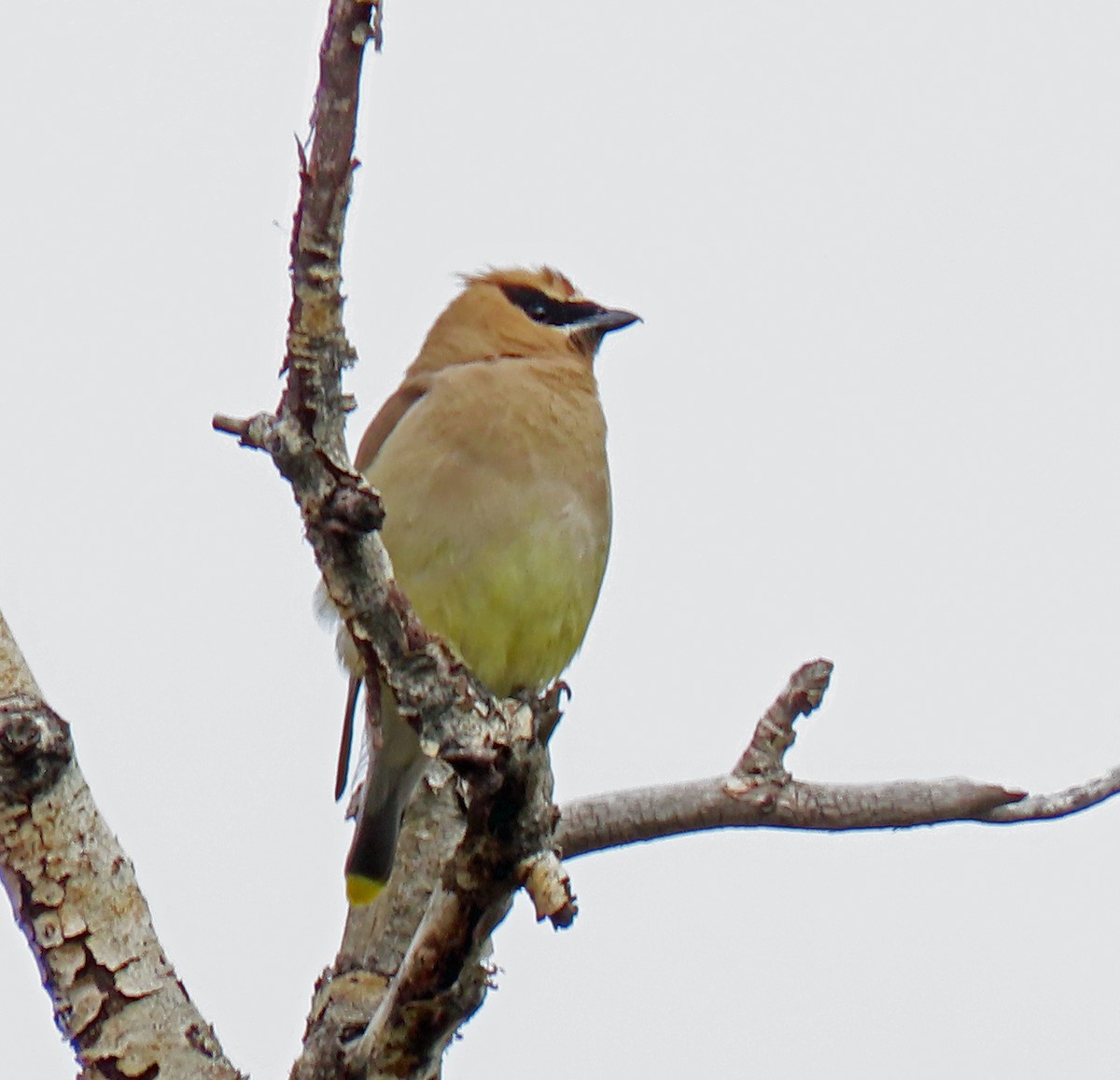 Cedar Waxwing - ML374431301