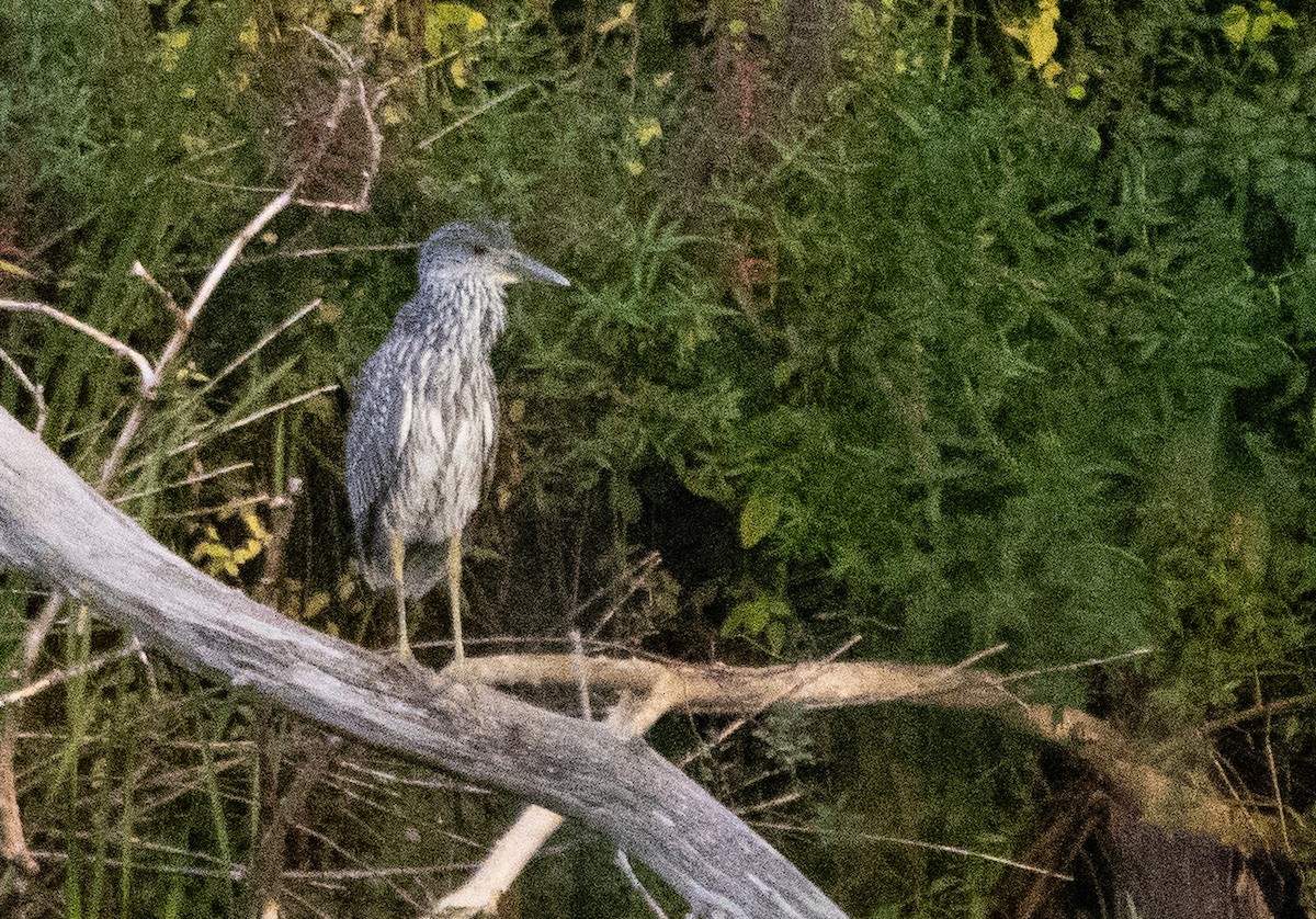 Yellow-crowned Night Heron - Kalpesh Krishna