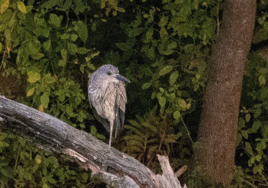 Yellow-crowned Night Heron - Kalpesh Krishna