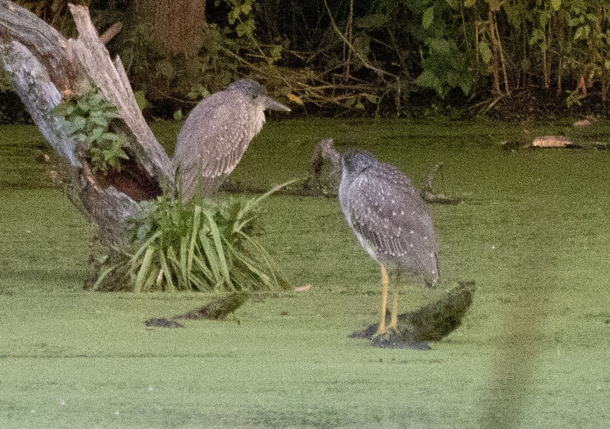 Yellow-crowned Night Heron - Kalpesh Krishna