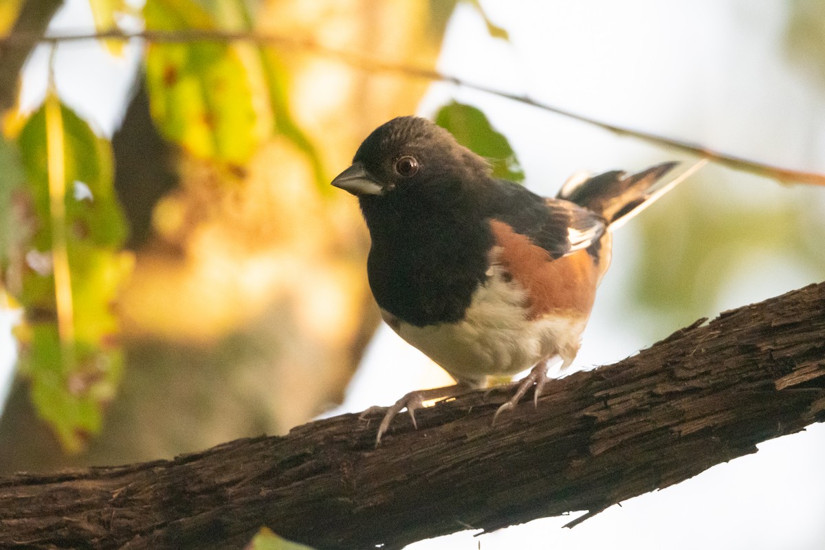 Eastern Towhee - ML374433251