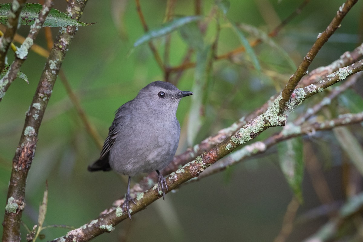 Gray Catbird - ML374433561