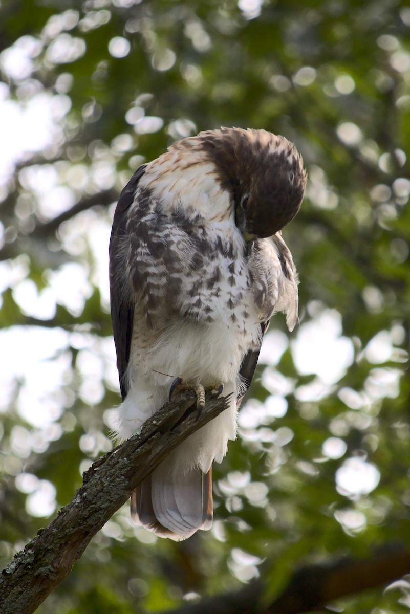 Zapelatz buztangorria - ML374433901